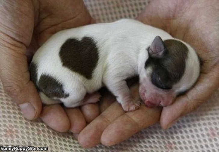 TiniestPuppies16 Мимимишность дня — 30 фото щенков, которые сделают ваш день счастливей