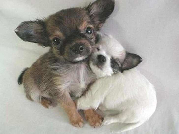 TiniestPuppies18 Мимимишность дня — 30 фото щенков, которые сделают ваш день счастливей