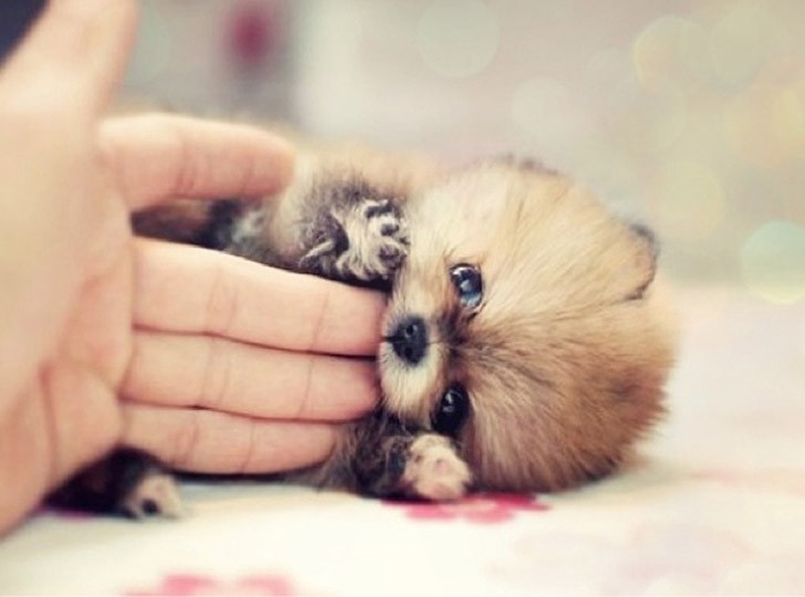 TiniestPuppies22 Мимимишность дня — 30 фото щенков, которые сделают ваш день счастливей