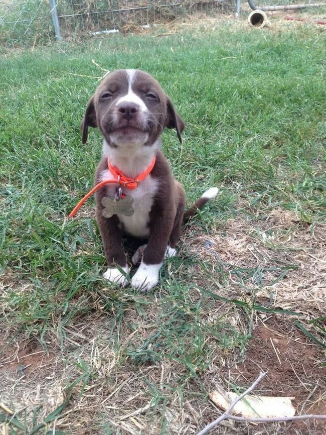 TiniestPuppies24 Мимимишность дня — 30 фото щенков, которые сделают ваш день счастливей