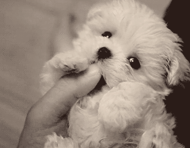 TiniestPuppies25 Мимимишность дня — 30 фото щенков, которые сделают ваш день счастливей