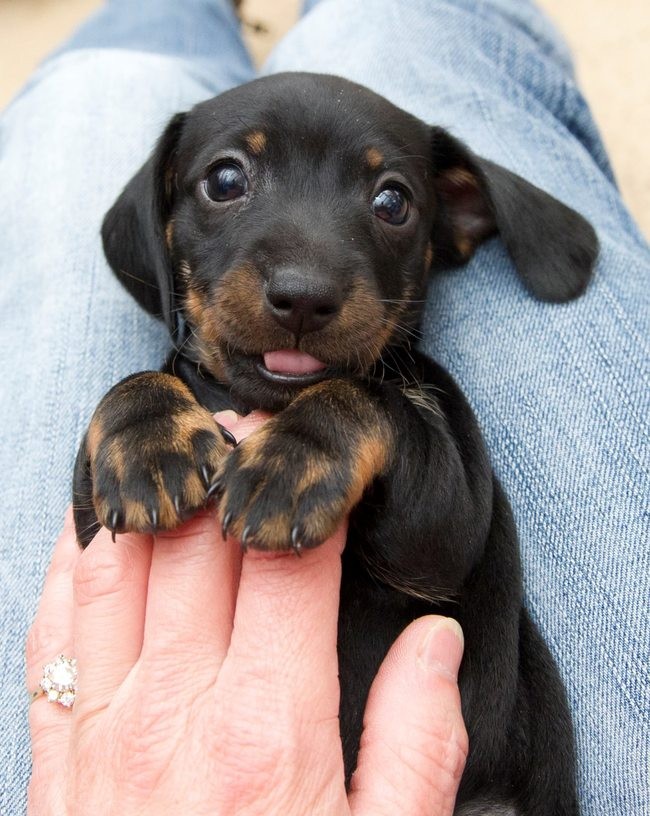 TiniestPuppies27 Мимимишность дня — 30 фото щенков, которые сделают ваш день счастливей