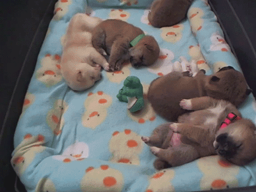 TiniestPuppies30 Мимимишность дня — 30 фото щенков, которые сделают ваш день счастливей