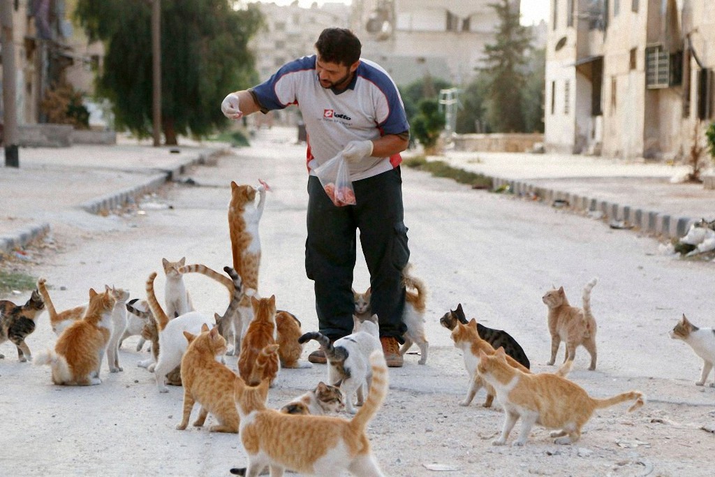 catsaviour01 Водитель из Сирии спасает брошенных кошек