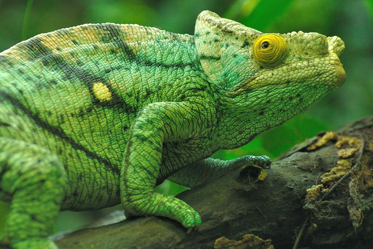 chameleons04 Самые колоритные хамелеоны