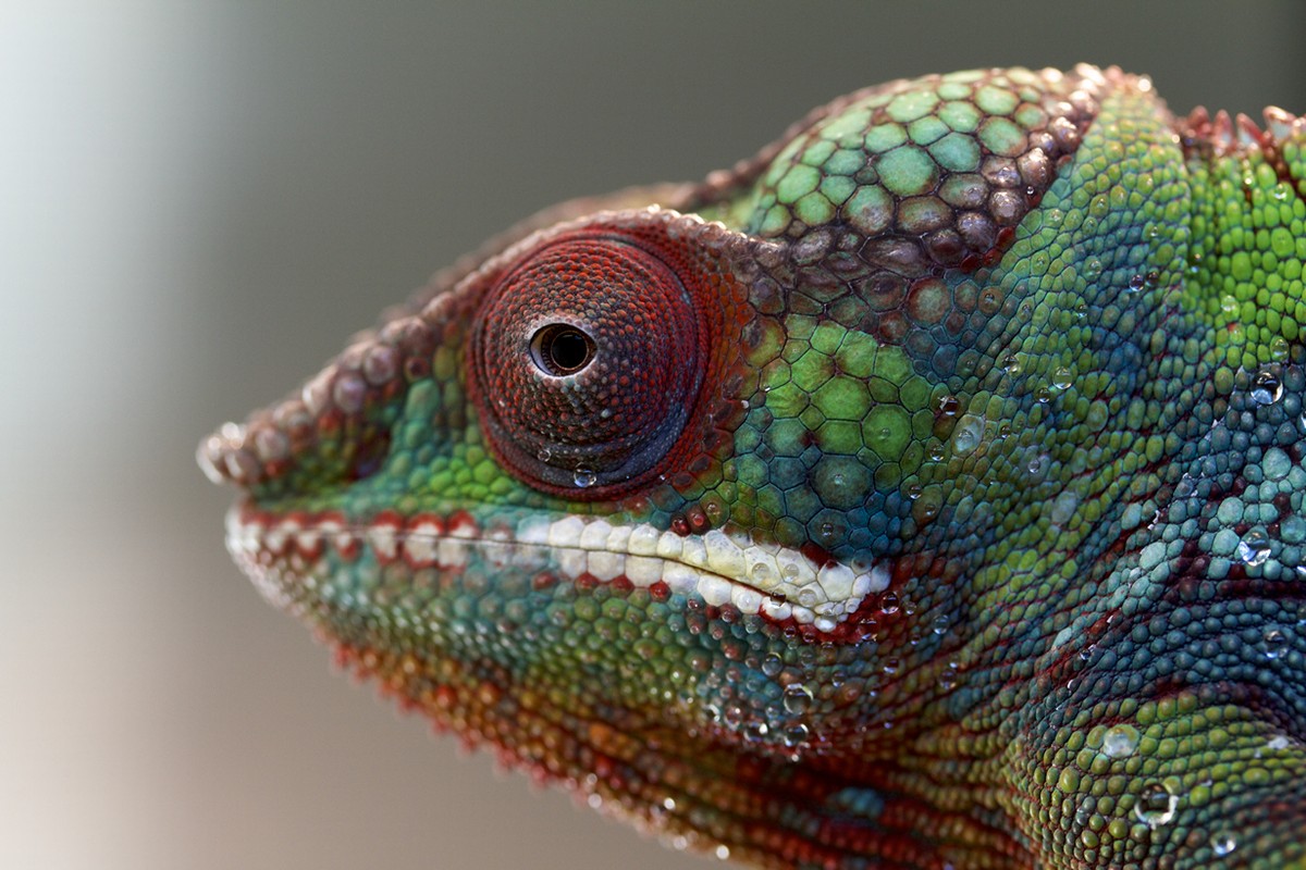 chameleons08 Самые колоритные хамелеоны