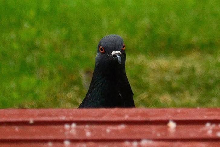 slowpigeon10.jpg?width=450