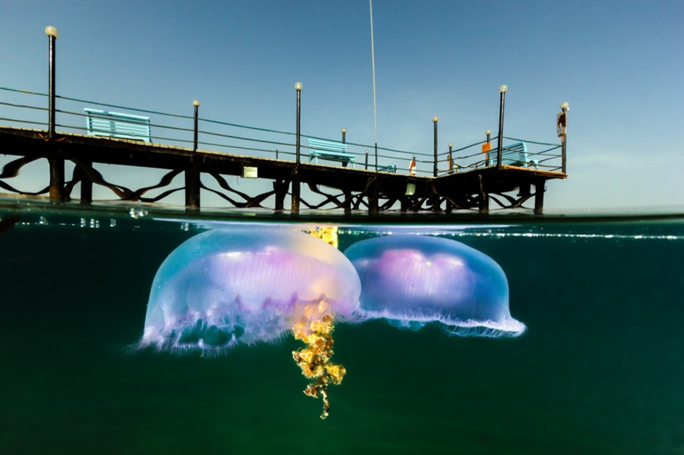 underwater11 Что скрывается под водой: 34 невероятные фотографии