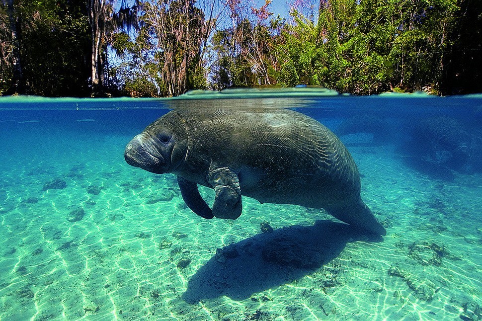 underwater15 Что скрывается под водой: 34 невероятные фотографии