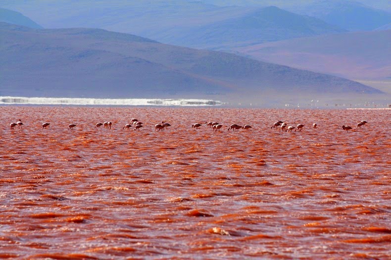 LagunaColorada06 Кровавая лагуна в Боливии