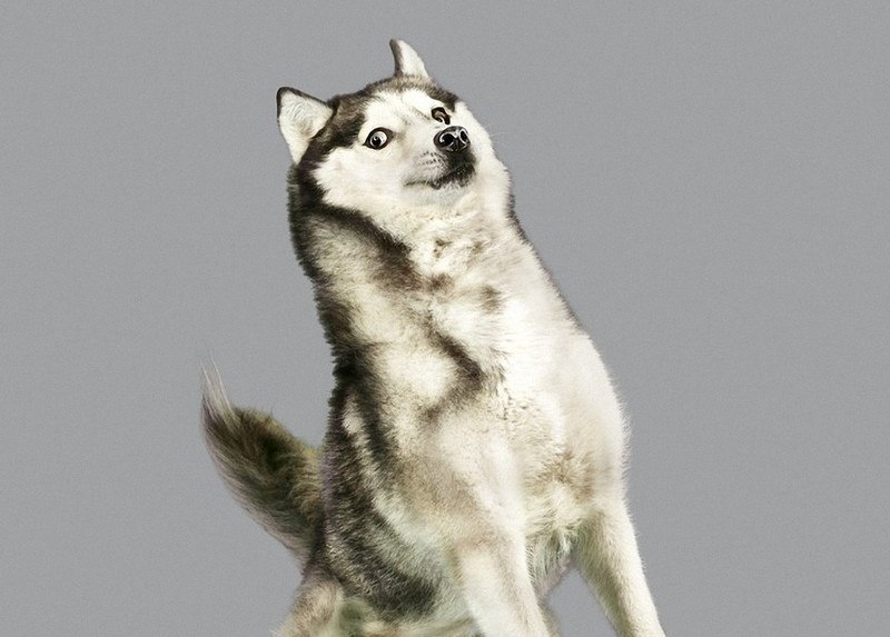 Очаровательные летающие собаки flyingdogs00 Очаровательные летающие собаки