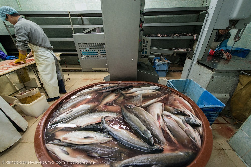 Fishplant10 Как работает рыбный завод в Магадане