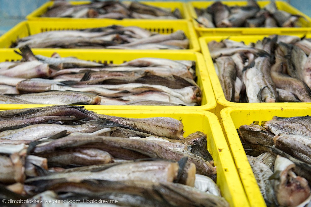 Fishplant11 Как работает рыбный завод в Магадане