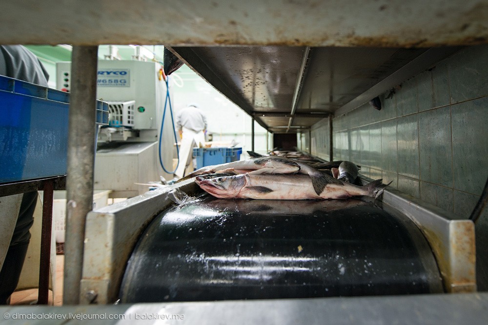 Fishplant12 Как работает рыбный завод в Магадане
