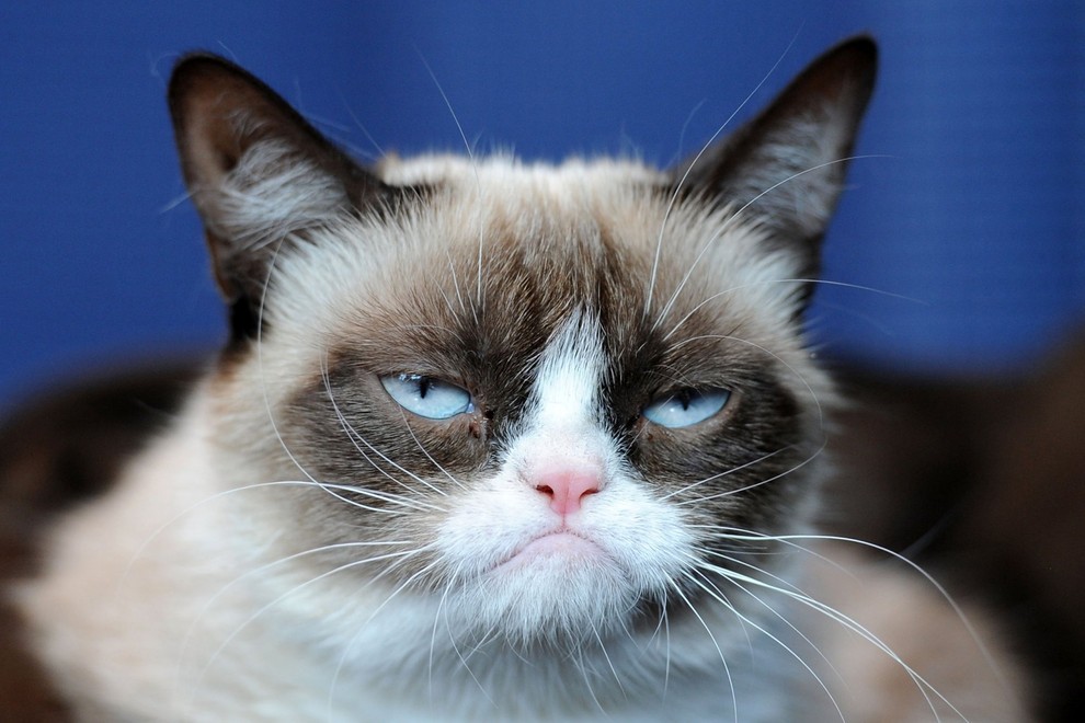 GrumpyCat02 10 заветных секретов успеха самого богатого кота в мире