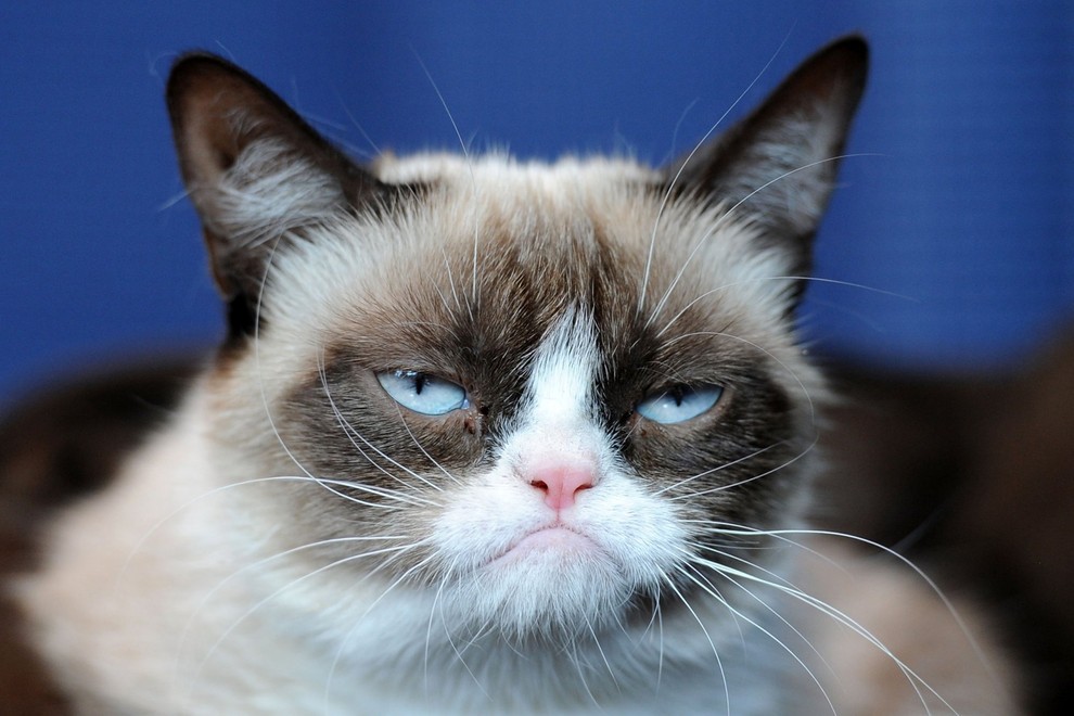 Grumpy Cat секреты успеха самого богатого кота Blognewsam