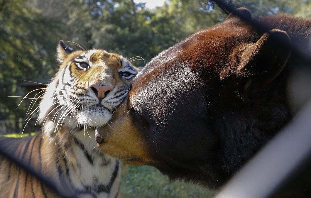  Лучшие фотографии животных 2014 года по версии Bigpicture.ru
