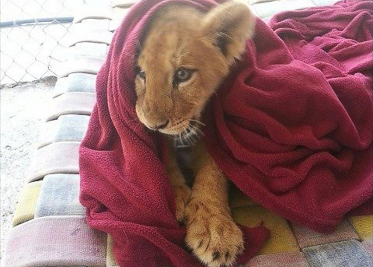 Льва из техасского зоопарка приучили спать под одеялом