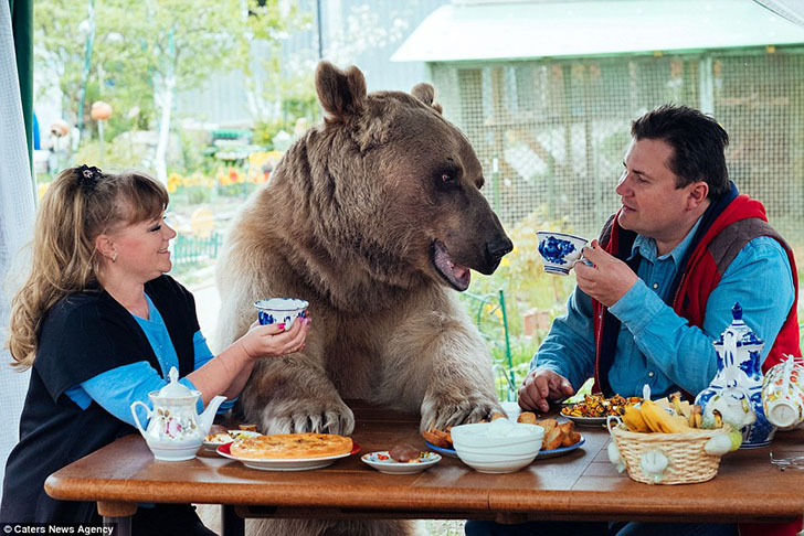 В русской семье живёт медведь. Без шуток - медведь! 
