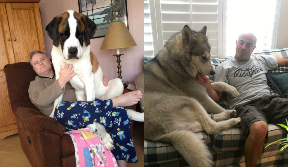 dogs-big-970-head