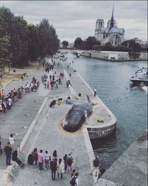 Жители Парижа нашли на набережной Сены «выбросившегося кита» 