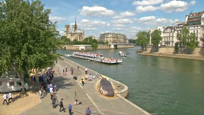 Жители Парижа нашли на набережной Сены «выбросившегося кита» zaglav kit