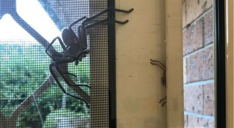 «А надо делать завтрак на паука?»: дети испугали отца, познакомив с новым «соседом» по дому