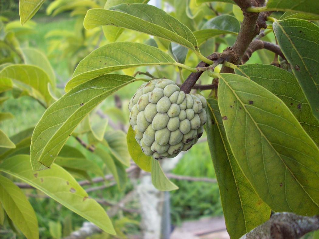 exoticfruits14 14 экзотических фруктов, которые обязательно стоит попробовать