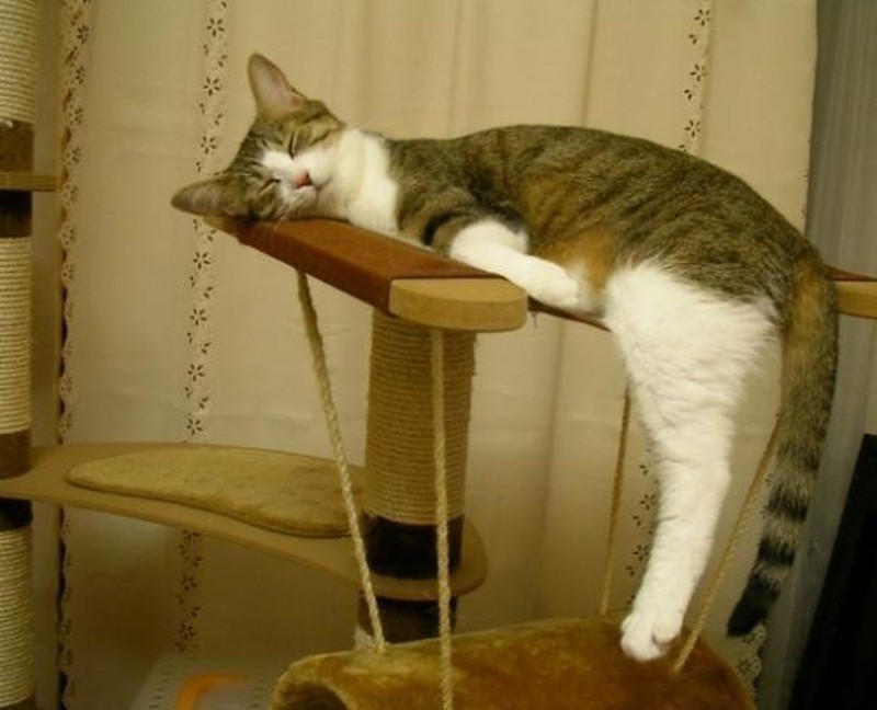 sleepingcats10 Коты, познавшие науку сна