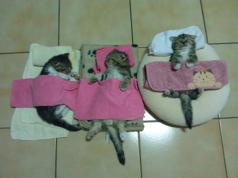 sleepingcats11 Коты, познавшие науку сна