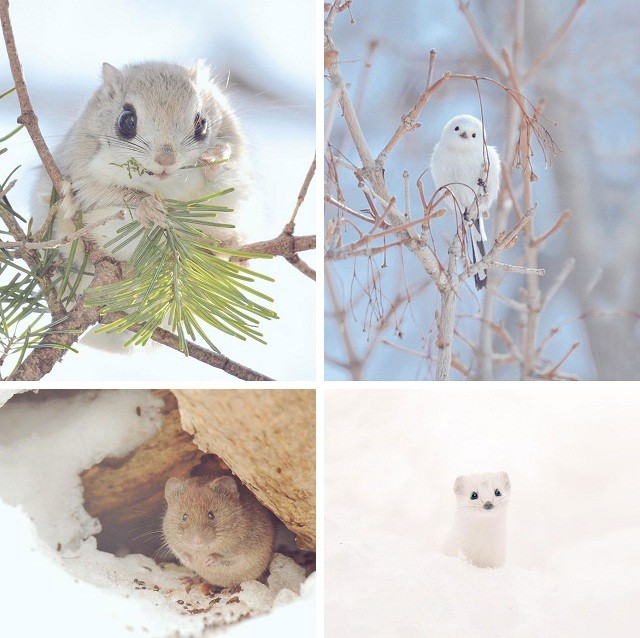 7 самых милых животных с острова Хоккайдо. ФОТО