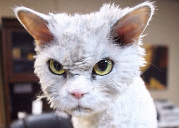 Альберт — новый самый злой кот интернета? Фото