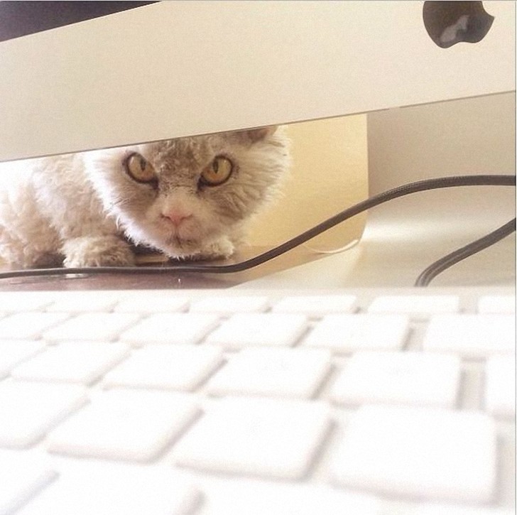 Альберт — новый самый злой кот интернета? Фото