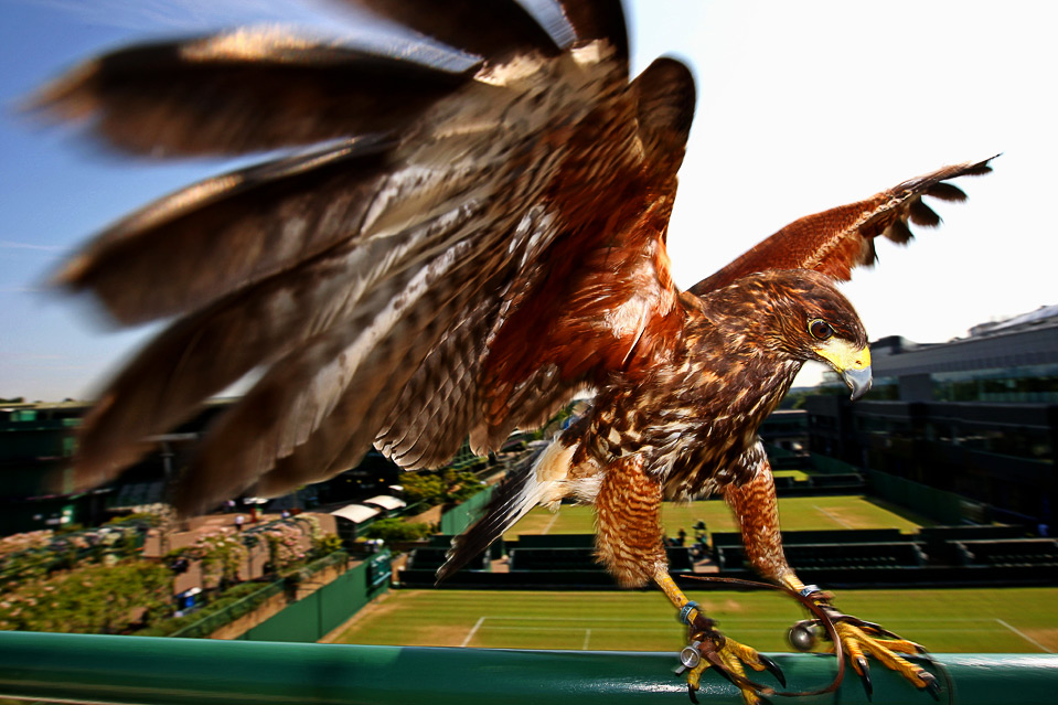 Фотография: Хищная птица на службе тенниса и другие спортивные фото №7 - BigPicture.ru
