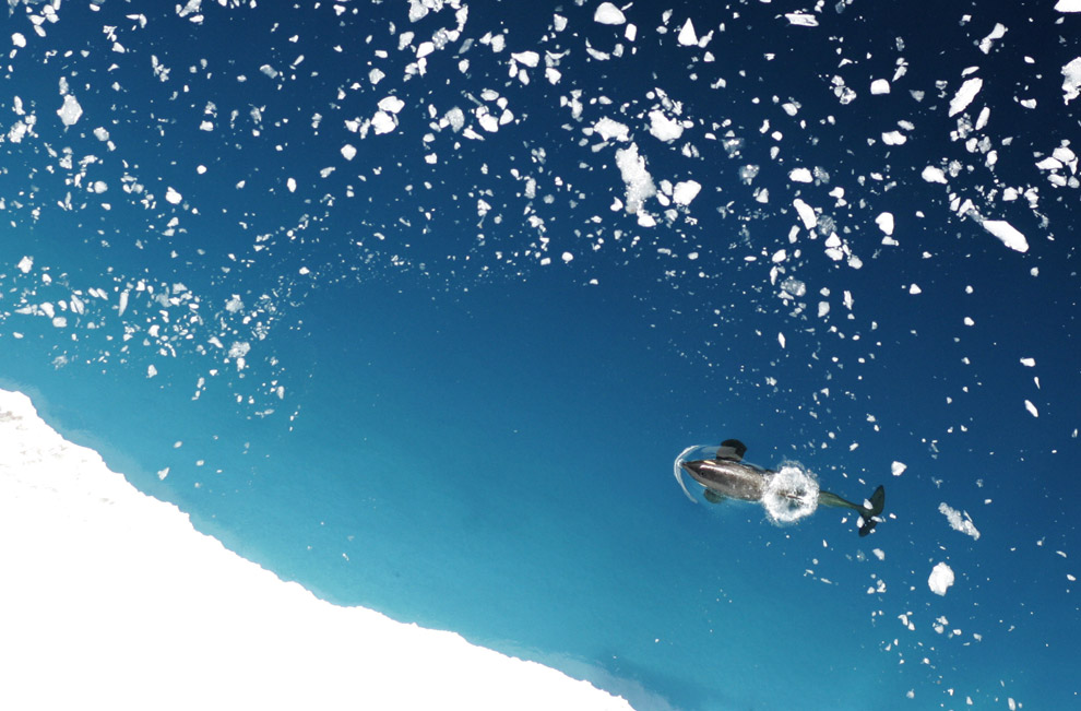 Фотография: Антарктика в фотографиях (Часть 1) №3 - BigPicture.ru