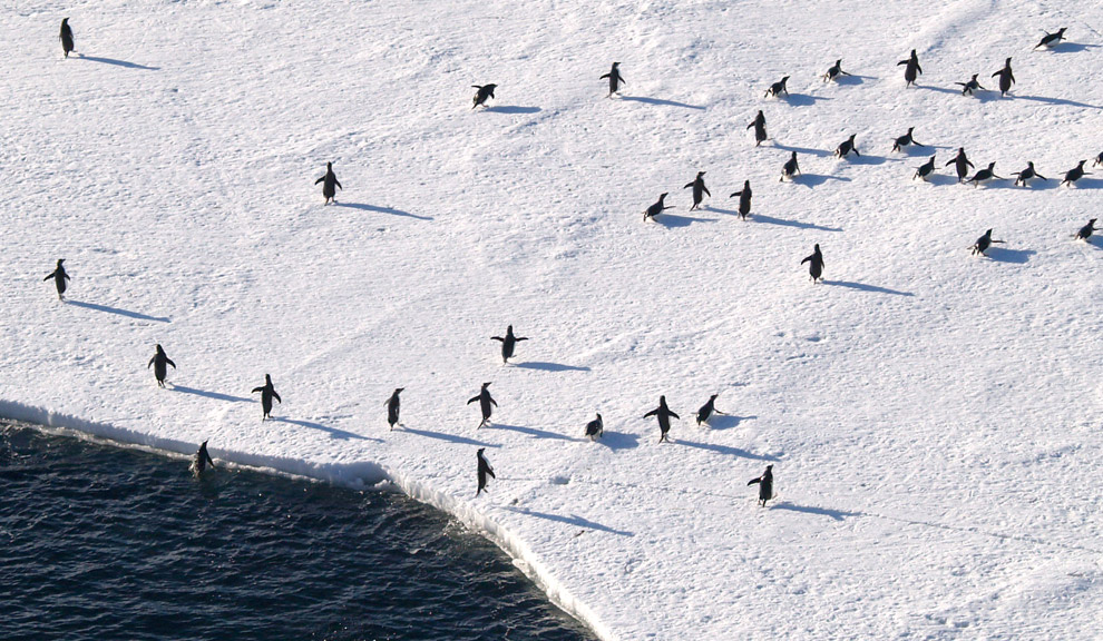 Фотография: Антарктика в фотографиях (Часть 1) №29 - BigPicture.ru