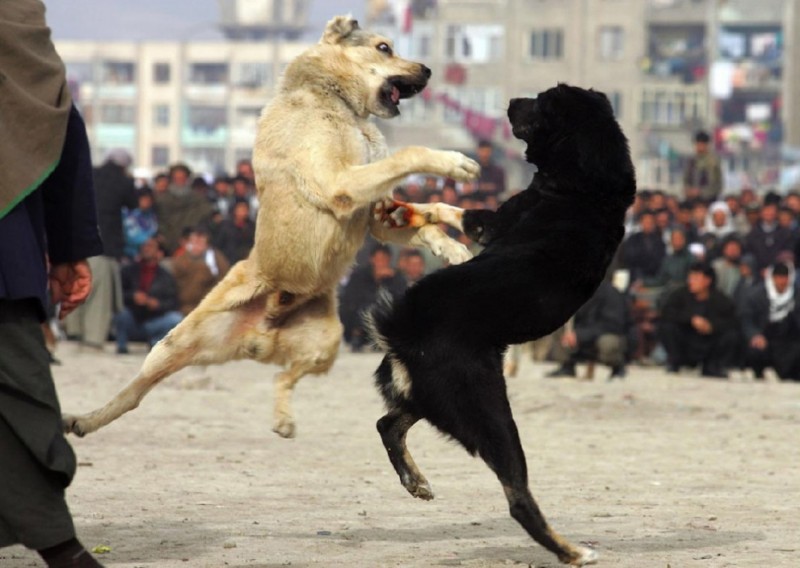 Фотография: Собачьи бои в Афганистане №1 - BigPicture.ru
