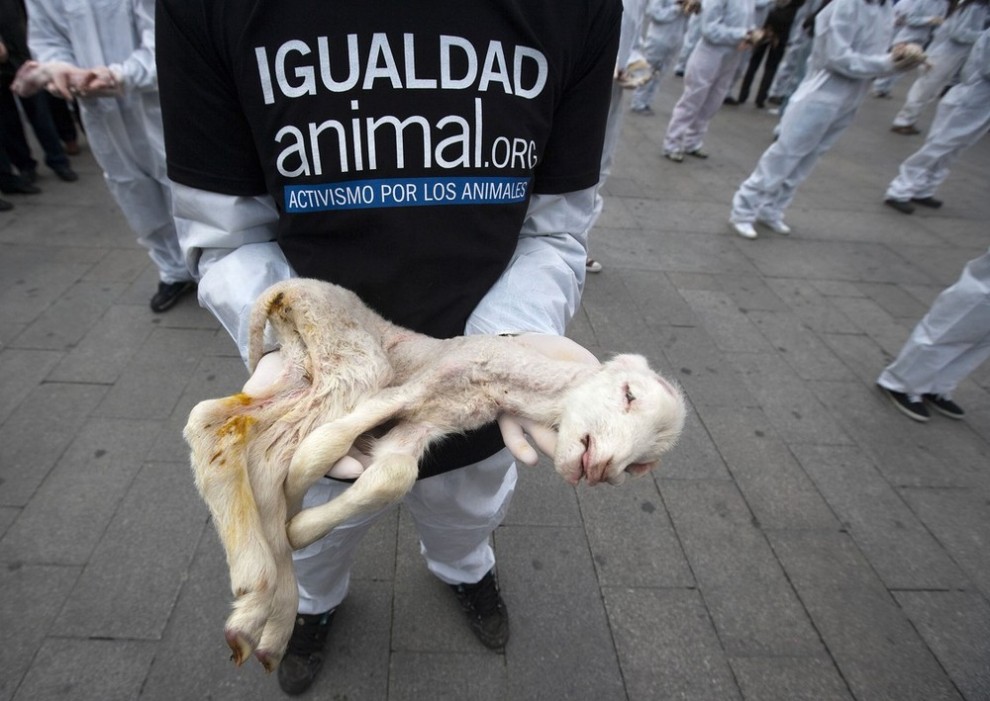 Фотография: Акция защитников животных в Мадриде №5 - BigPicture.ru