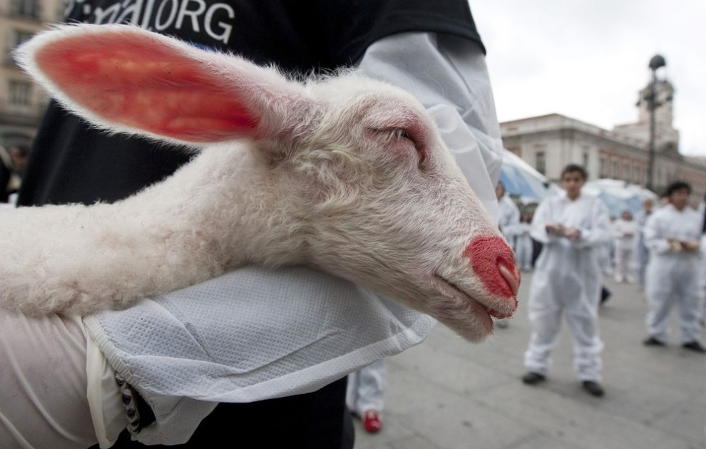 Фотография: Акция защитников животных в Мадриде №7 - BigPicture.ru