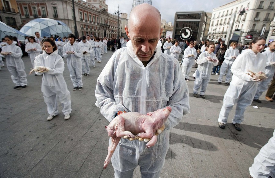 Фотография: Акция защитников животных в Мадриде №10 - BigPicture.ru