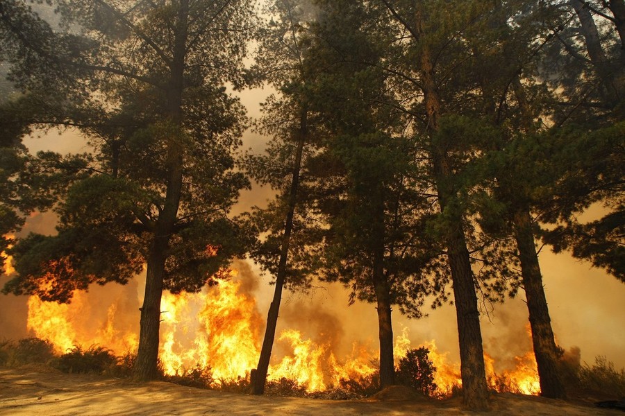 Фотография: Лесные пожары в Чили №8 - BigPicture.ru