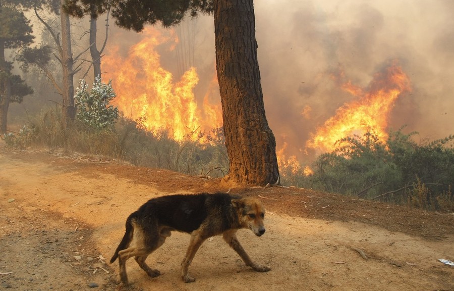 Фотография: Лесные пожары в Чили №14 - BigPicture.ru