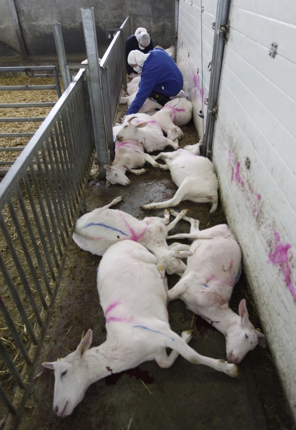 Фотография: Козий грипп стал причиной массового забоя скота №2 - BigPicture.ru
