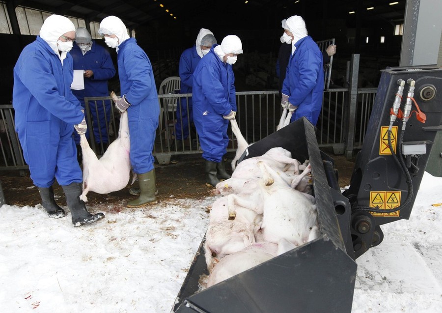 Фотография: Козий грипп стал причиной массового забоя скота №16 - BigPicture.ru