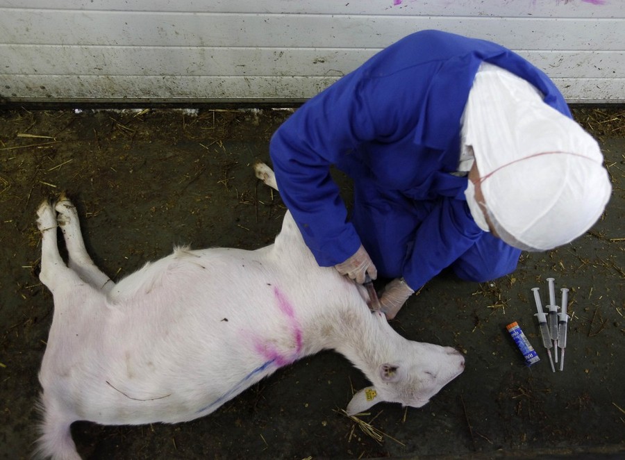 Фотография: Козий грипп стал причиной массового забоя скота №12 - BigPicture.ru