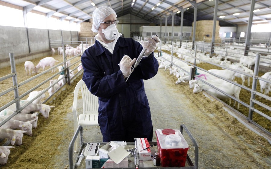 Фотография: Козий грипп стал причиной массового забоя скота №13 - BigPicture.ru
