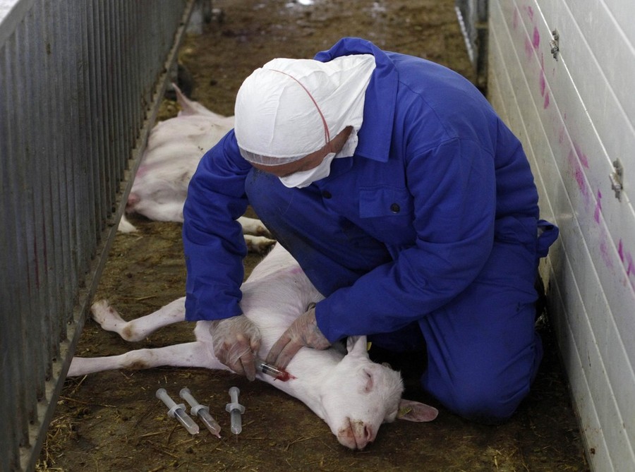 Фотография: Козий грипп стал причиной массового забоя скота №14 - BigPicture.ru
