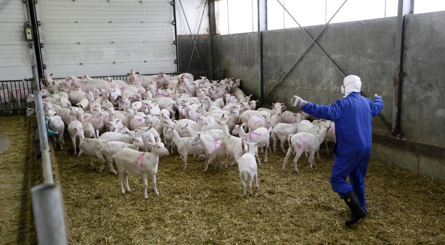 Фотография: Козий грипп стал причиной массового забоя скота №10 - BigPicture.ru