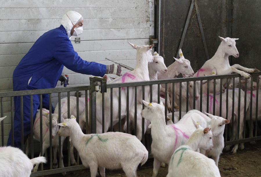 Фотография: Козий грипп стал причиной массового забоя скота №11 - BigPicture.ru