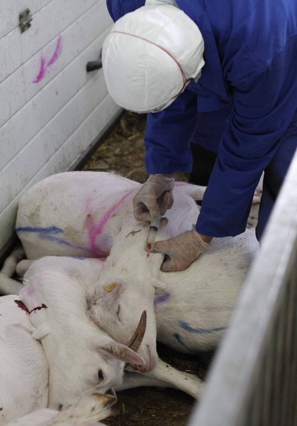 Фотография: Козий грипп стал причиной массового забоя скота №4 - BigPicture.ru
